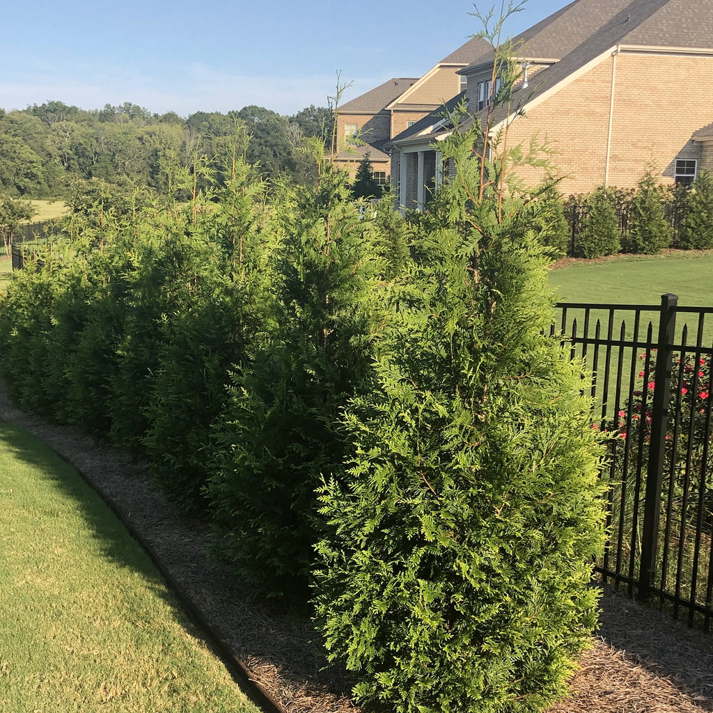 Arborvitae Live Shrub 7 Gallon N533