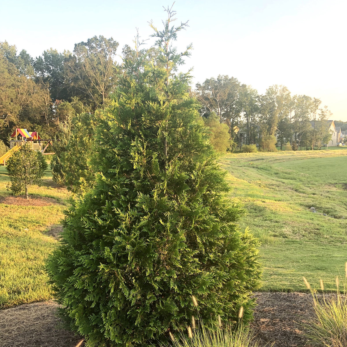 Arborvitae Live Shrub 7 Gallon N533