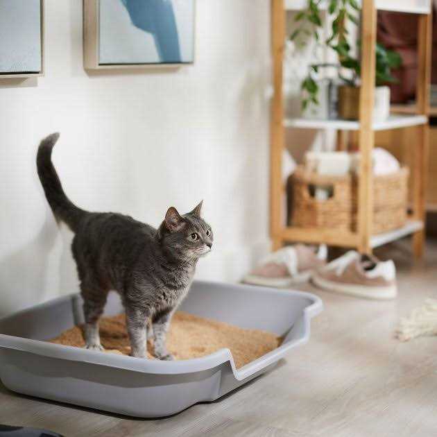 Cat Litter V587345