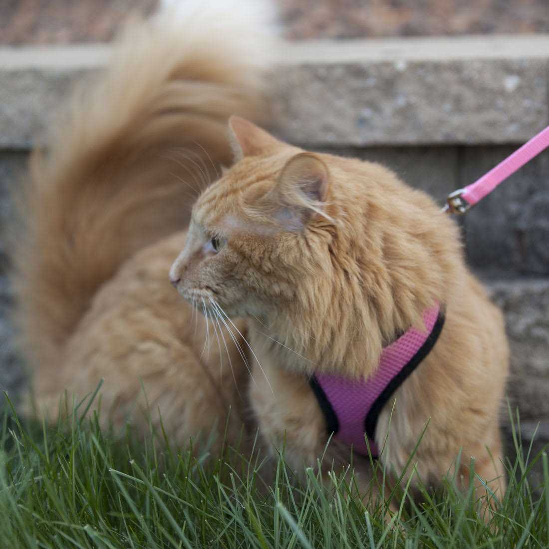 Adjustable Cat Harness with 6' Leash J320992