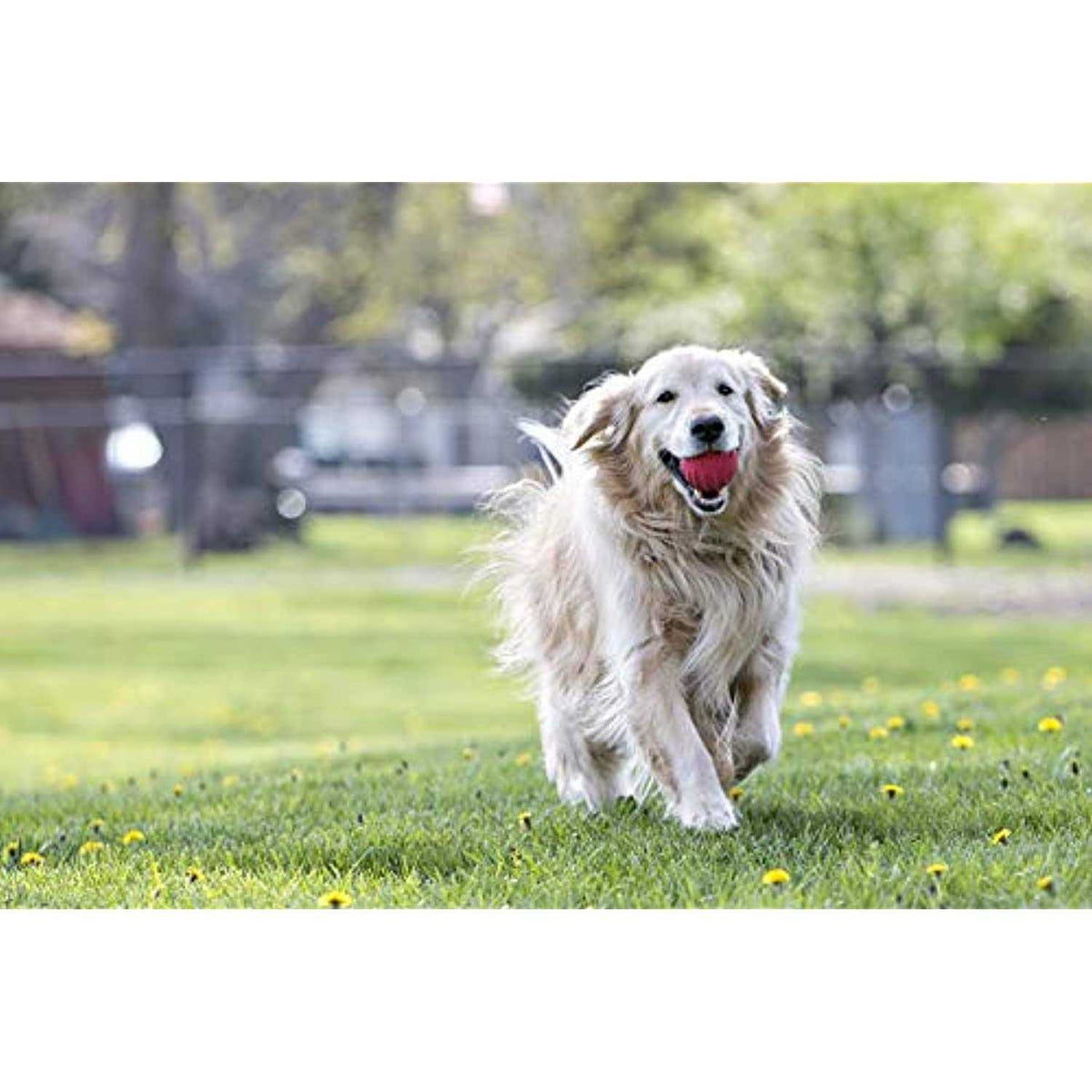 Pet Supplies X80440