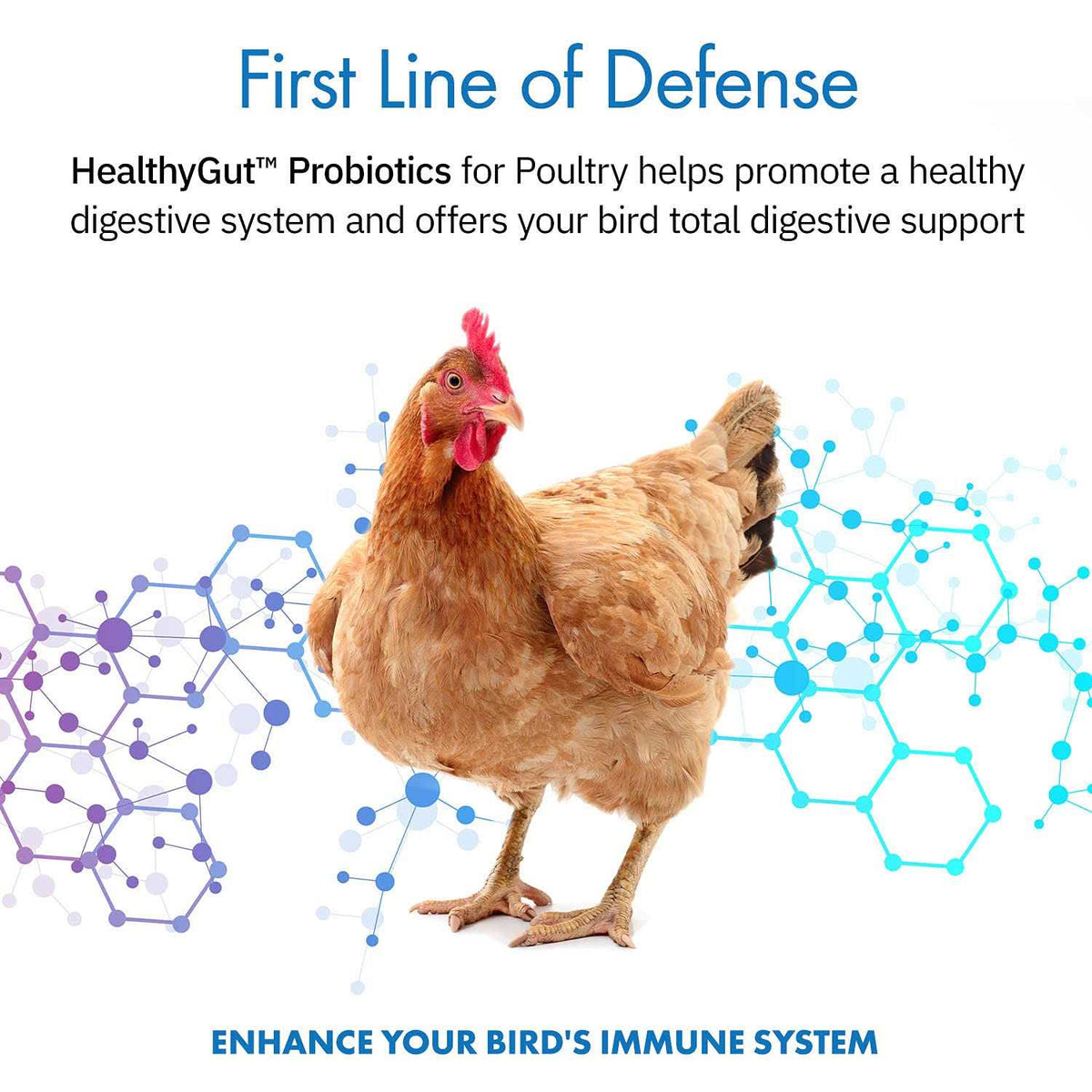 Probiotics for Chickens & Poultry O17847