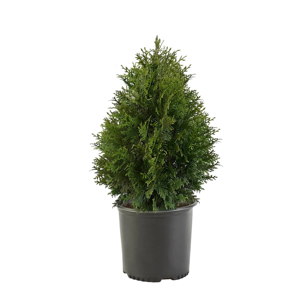 Arborvitae Live Shrub 7 Gallon N533