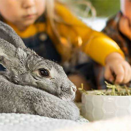 Western Timothy Hay Small Animal Food J589722