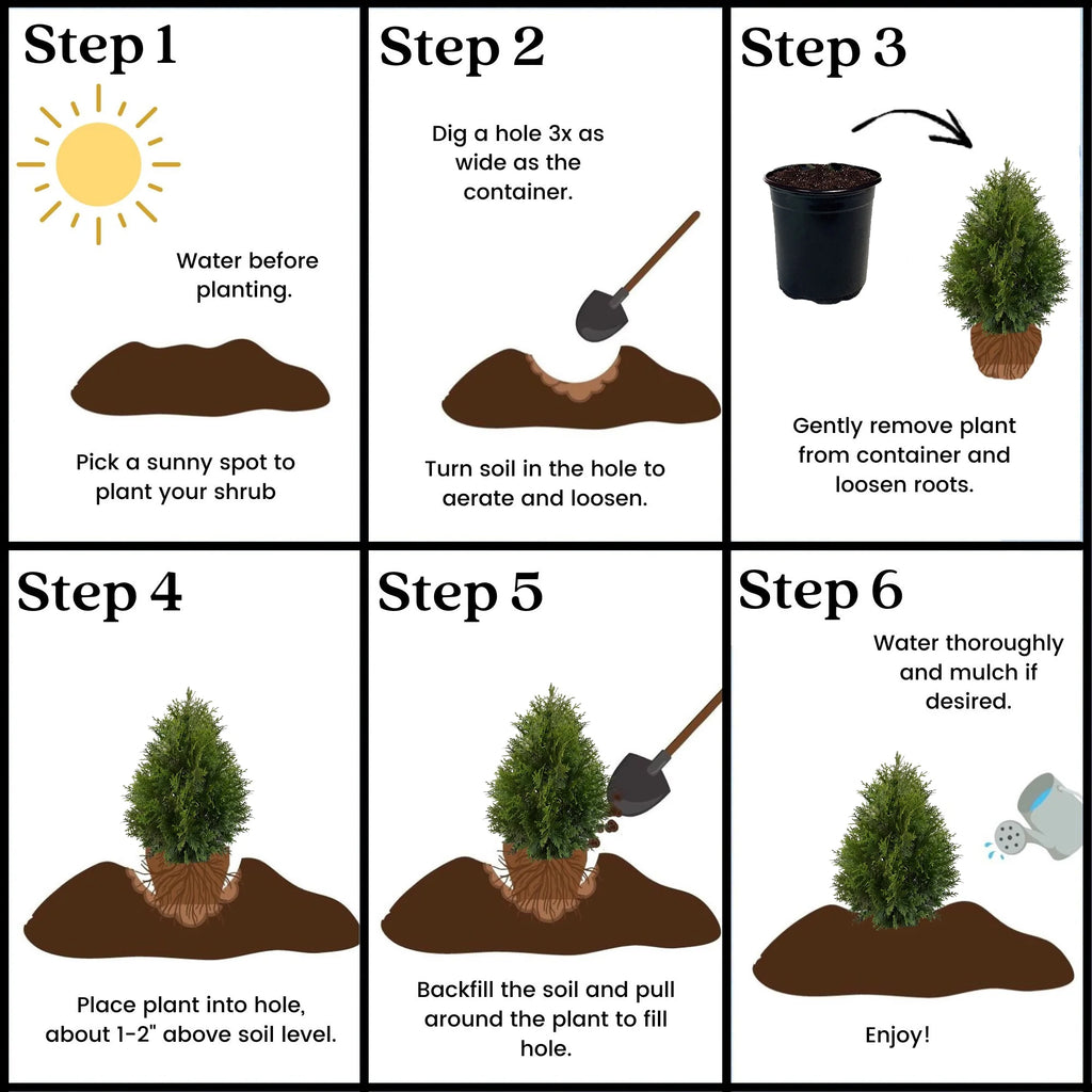 Arborvitae Live Shrub 7 Gallon N533