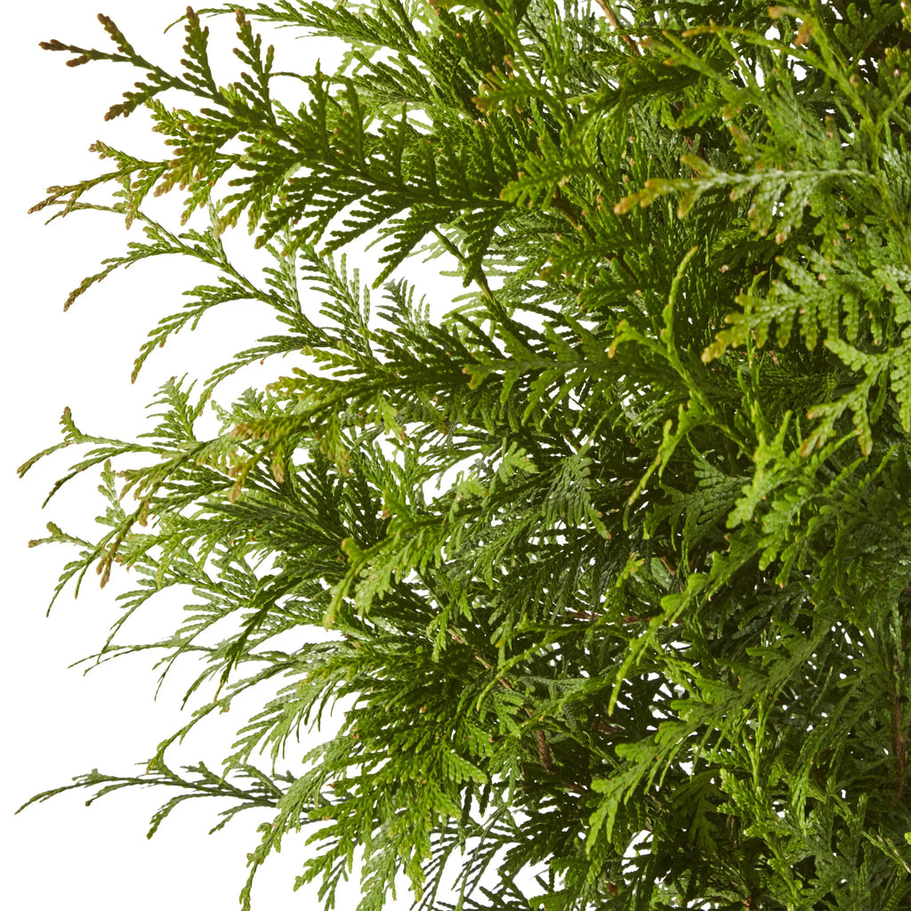 Arborvitae Live Shrub 7 Gallon N533