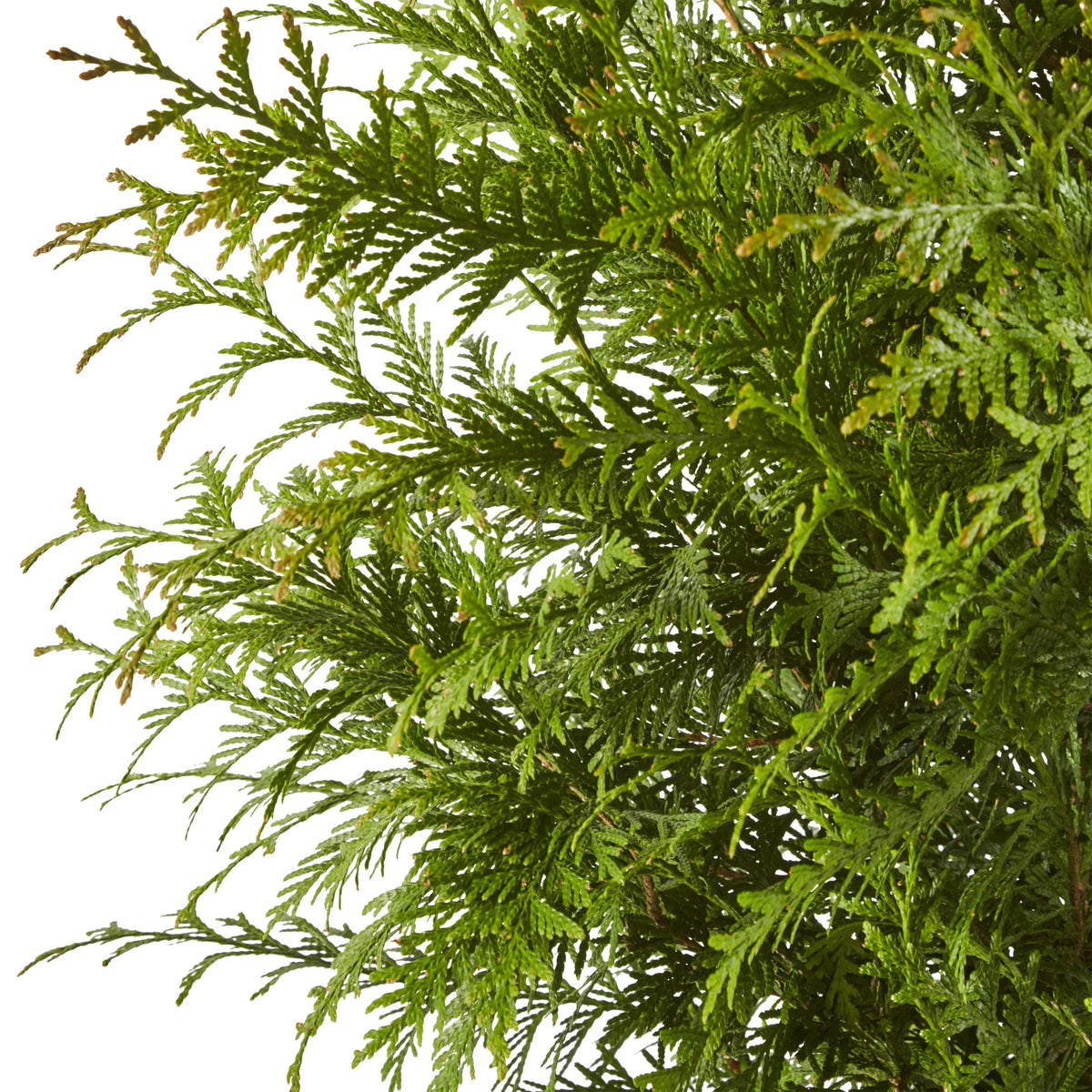 Arborvitae Live Shrub 7 Gallon N533